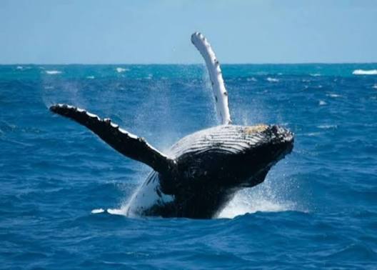 Whale Watching